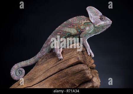 Green chameleon on the root, lizard, black background Stock Photo