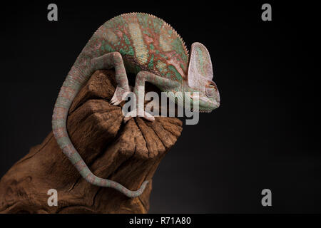 Green chameleon on the root, lizard, black background Stock Photo