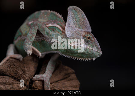 Green chameleon on the root, lizard, black background Stock Photo