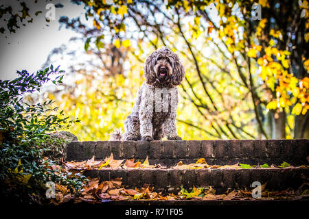 Cockapoo in Richmond Park Stock Photo