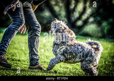 Cockapoo in Richmond Park Stock Photo