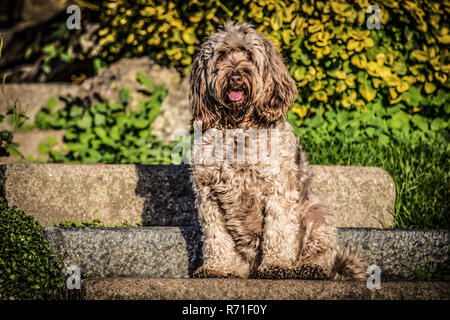 Cockapoo in Richmond Park Stock Photo