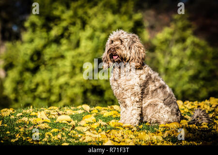 Cockapoo in Richmond Park Stock Photo