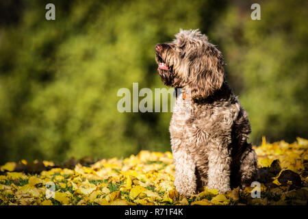 Cockapoo in Richmond Park Stock Photo