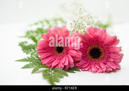 pink gerbera on white background Stock Photo