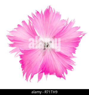 Carnation flower ( Dianthus) of pink color isolated on white background. Stock Photo