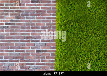 Wall bricks texture with green plants. Stock Photo