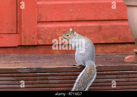 Squirrel stand on the deck Stock Photo