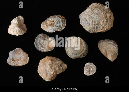 Number of oyster shells from Oude Haven waste package, Rotterdam, shell waste ground find lime, Oyster shells Various sizes. Partly flat and partly bowl shaped Originating from waste package archeology Rotterdam City center Stadsdriehoek Oudehaven waste food market fishing fishing shellfish food archaeological find in the soil Oude Haven Rotterdam. Stock Photo