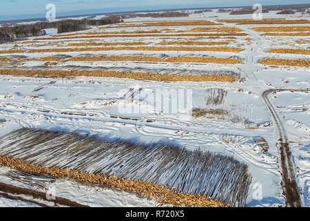 The felled trees lie under the open sky. Deforestation in Russia. Destruction of forests in Siberia. Harvesting of wood Stock Photo