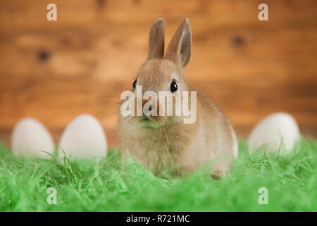 Rabbits with Easter on wooden background Stock Photo