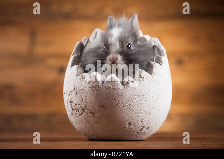 Rabbits with Easter on wooden background Stock Photo
