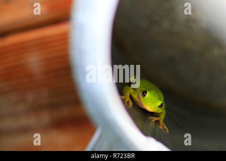 American tree frog (hyla cinerea) in a watering can Stock Photo