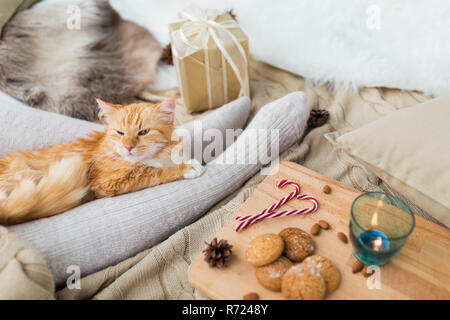 red cat lying on owner feet in bed at christmas Stock Photo