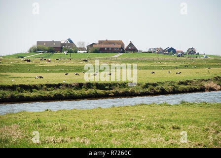 Dwellings on the Warft on the Hallig Hooge in north Friesland. The Halligen (singular Hallig) are ten small German islands Stock Photo