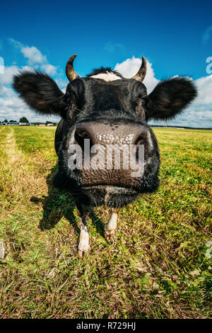 Funny cow portrait with wide angle Stock Photo - Alamy