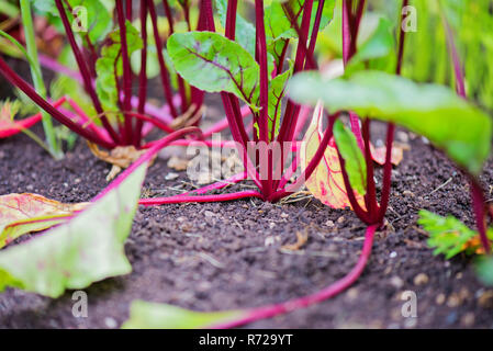 Young beet grows on a bed Stock Photo
