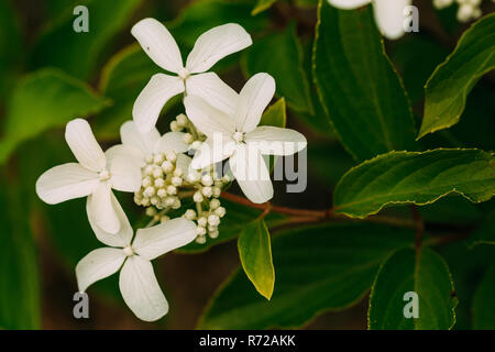 White Flowers Of Hydrangea Paniculata Siebold Phantom. Panicled Hydrangea, Is A Species Of Flowering Plant In The Family Hydrangeaceae Native To South Stock Photo