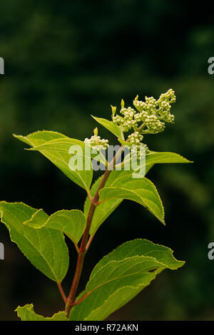 Buds Of  Hydrangea Paniculata Siebold Phantom. Panicled Hydrangea, Is A Species Of Flowering Plant In The Family Hydrangeaceae Native To Southern And  Stock Photo