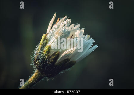 Close-up macro photo of a white wildflower with water drops. Stock Photo