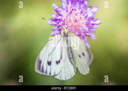 Close-up detailed photo of a white cabbage butterfly on a purple wildflower. Stock Photo