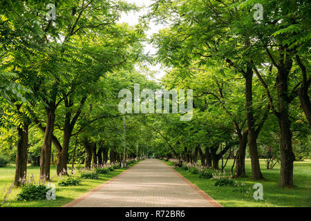 Walkway Lane Path With Through Juglans Mandshurica, The Manchurian Walnut Trees In Garden. Beautiful Alley, Road In Park. Pathway, Way In  Deciduous T Stock Photo