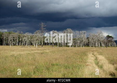 A threatening thunderstorm is coming up above the High Fens, a raised bog in the Eifel on the border between Belgium and Germany. Stock Photo