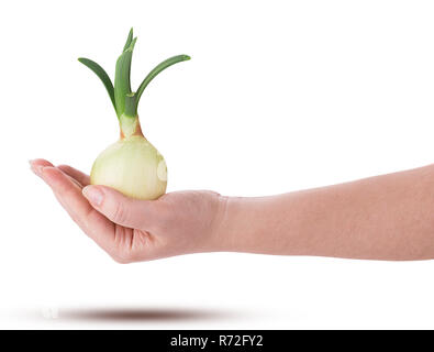 Sprouted onions bulb in hand isolated on white background. Clipping Path. Full depth of field. Stock Photo