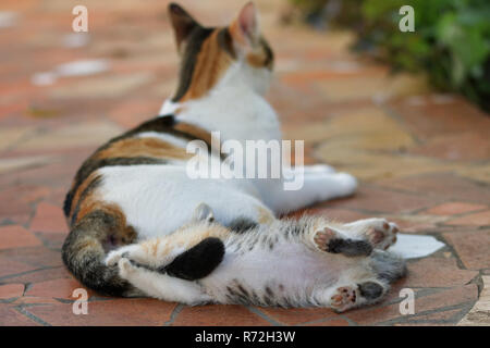 Kitten tortoiseshell cat playing with adult mum tail Stock Photo