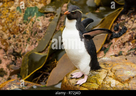 Pebble Island, Falkland Islands, United Kingdom, Southern rockhopper penguin, (Eudyptes chrysocome) Stock Photo