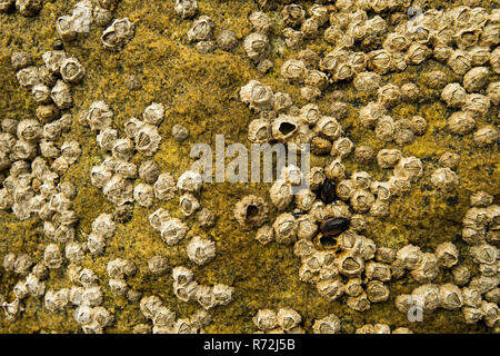 Pebble Island, Falkland Islands, United Kingdom, barnacles, (Balanidae) Stock Photo