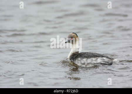 Pebble Island, Falkland Islands, United Kingdom, Silvery Grebe, (Podiceps occipitalis) Stock Photo