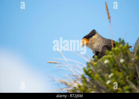 Carcass Island, Falkland Islands, United Kingdom, Crested Caracara, (Caracara plancus) Stock Photo