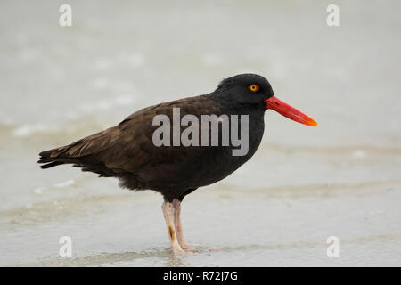 Pebble Island, Falkland Islands, United Kingdom, Black oystercatcher, (Haematopus bachmani) Stock Photo