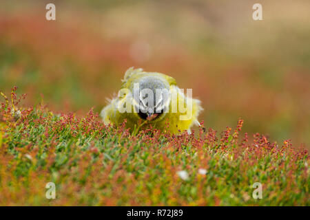 Carcass Island, Falkland Islands, United Kingdom, White-bridled finch, male, (Melanodera melanodera) Stock Photo