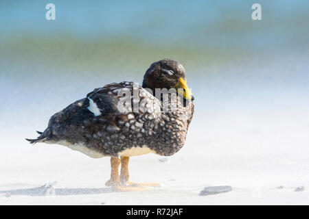 Sealion Island, Falkland Islands, United Kingdom, Falkland Flightless Steamer Duck, (Tachyeres brachypterus) Stock Photo