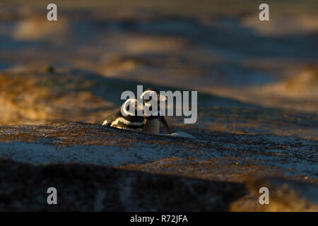 Volunteers Point, Falkland Islands, United Kingdom, Magellanic penguins, (Spheniscus magellanicus) Stock Photo