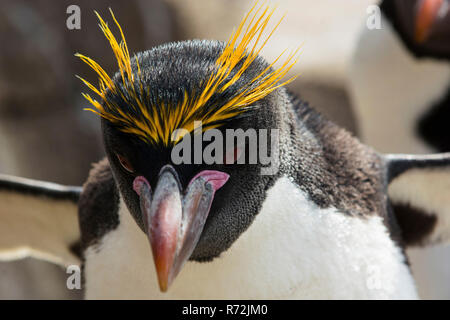 Saunders Island, Falkland Islands, United Kingdom, Macaroni penguin, (Eudyptes chrysolophus) Stock Photo