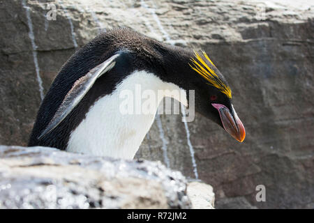 Saunders Island, Falkland Islands, United Kingdom, Macaroni penguin, (Eudyptes chrysolophus) Stock Photo