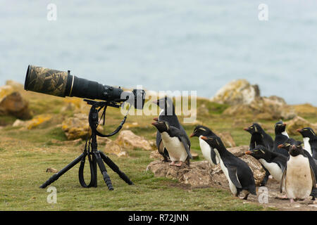 Pebble Island, Falkland Islands, United Kingdom, Southern rockhopper penguine behind camera with telephoto lens, (Eudyptes chrysocome) Stock Photo