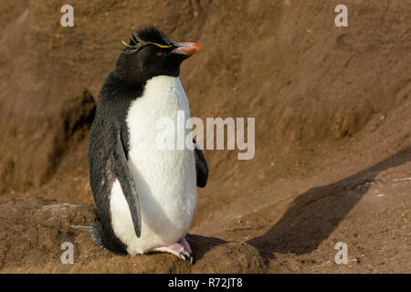 Saunders Island, Falkland Islands, United Kingdom, Southern rockhopper penguin, (Eudyptes chrysocome) Stock Photo