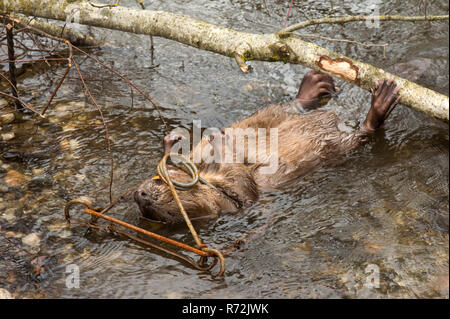 Rosenheim, Bavaria, Germany, Europe, european beaver, poaching, killed, snap trap, (Castor fiber) Stock Photo