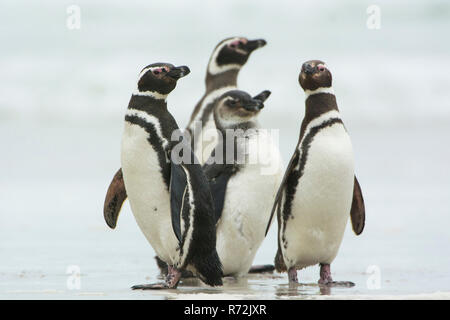 Pebble Island, Falkland Islands, United Kingdom, Magellanic penguins, (Spheniscus magellanicus) Stock Photo