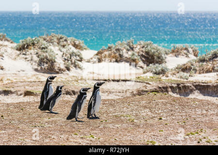Volunteers Point, Falkland Islands, United Kingdom, Magelannic penguin, (Spheniscus magellanicus) Stock Photo
