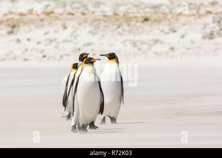 Volunteers Point, Falkland Islands, United Kingdom, South King penguins, (Aptenodytes patagonicus) Stock Photo