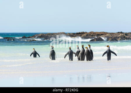 Volunteers Point, Falkland Islands, United Kingdom, South King penguins, (Aptenodytes patagonicus) Stock Photo