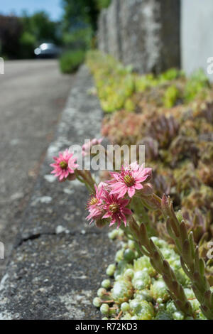 cobweb houseleek, schwaebisch hall, hohenlohe region, Baden-Wuerttemberg, Heilbronn-Franconia, Germany, (Sempervivum arachnoideum) Stock Photo