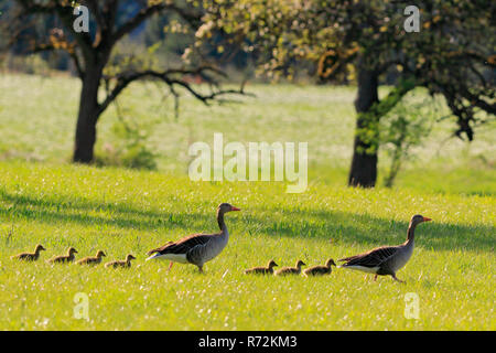 Grey Goose and goslings, Zielfinger Seen, nature park Upper Danube, Germany, (Anser anser) Stock Photo