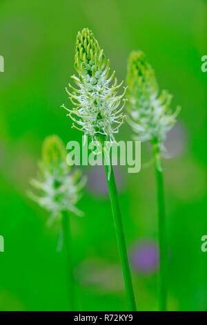 spiked rampion, Irndorfer Hardt, Germany (Campanulaceae, Phyteuma spicatum) Stock Photo
