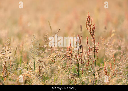 common sorrel, Germany (Rumex acetosa) Stock Photo